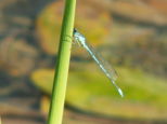 Nature � Chavanatte