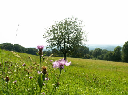 Prairie � Montbouton