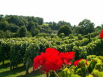 Vignes de Saint Dizier l'Ev�que