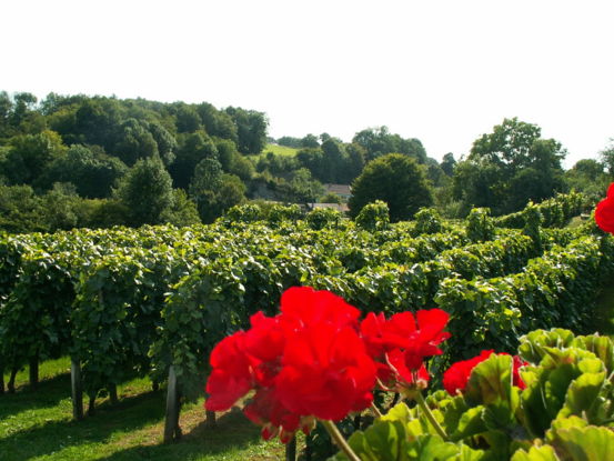 Vignes de Saint Dizier l'Ev�que