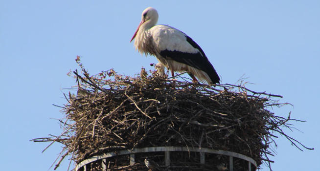 Cigogne