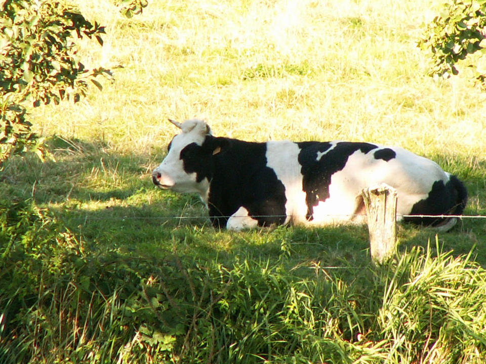 Vache