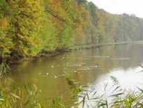 Etang